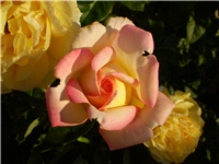 71be7ce2-Picture 3242.jpg